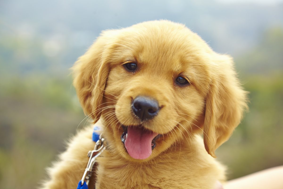 Cocker Spaniel Puppies: Care and Grooming